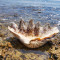 Coquillage Géant