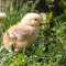 Poulet Aux Haricots Verts