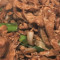 B10. cōng bào yáng ròu Green Onion Lamb