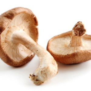 Champignon Shiitake