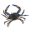 Crabes bleus