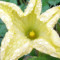 Fleurs de courgettes